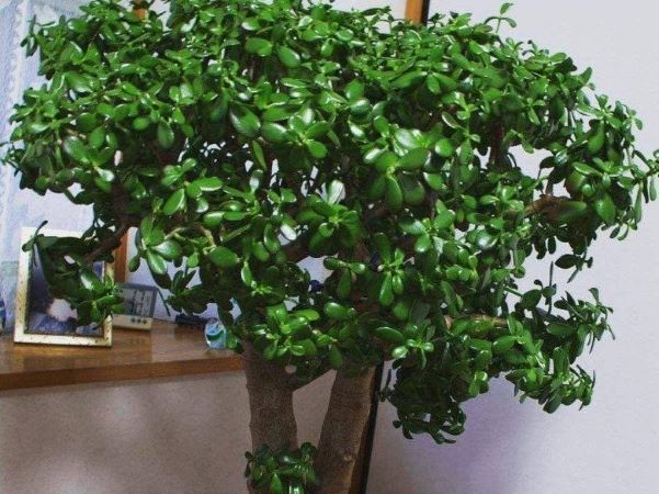 5 loại hoa 'trấn yểm nhà cửa', đặt phòng khách hút tài lộc cực đỉnh, trồng 1 cây cả năm sẽ gặp may