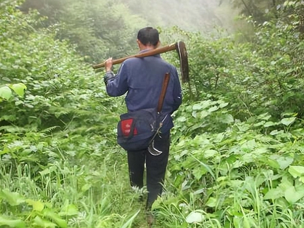 Lên núi hái thuốc, vô tình đụng trúng kho vàng khổng lồ thời nhà Minh