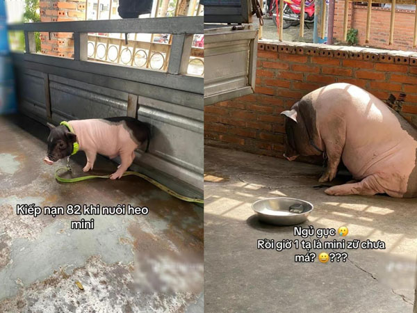 Tin lời chào hàng, chàng trai mua heo cảnh mini về nuôi và cái kết khóc không ra nước mắt
