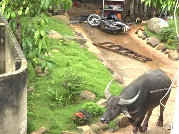 Trâu ‘điên’ chạy khỏi lò mổ húc 5 người bị thương ở Bình Phước