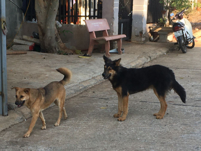 Tử vong sau 6 tháng bị chó nhà nuôi cào xước da tay