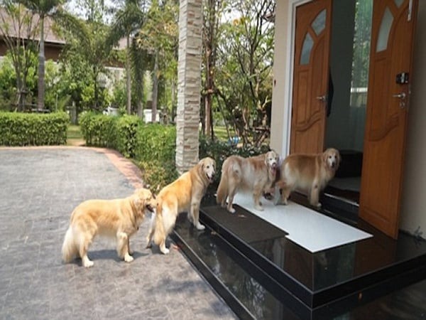 3 con vật này vào nhà: Chúc mừng bạn ăn ở hiền lành, quý nhân mang tới tin vui, đừng dại đuổi đi
