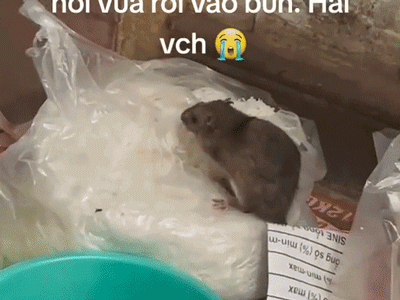 Người quay đoạn video 'chuột chễm chệ trên túi bún' ở Hà Nội lên tiếng: 'Tôi thấy khiếp sợ'