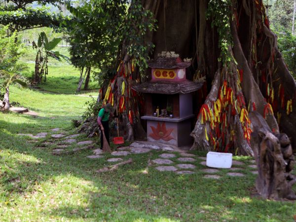 Chuyện huyền bí về cây mộc thần gần 500 tuổi trên núi ở Khánh Hòa