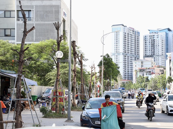 Hàng loạt cây trên đường Huỳnh Thúc Kháng kéo dài lại chết khô