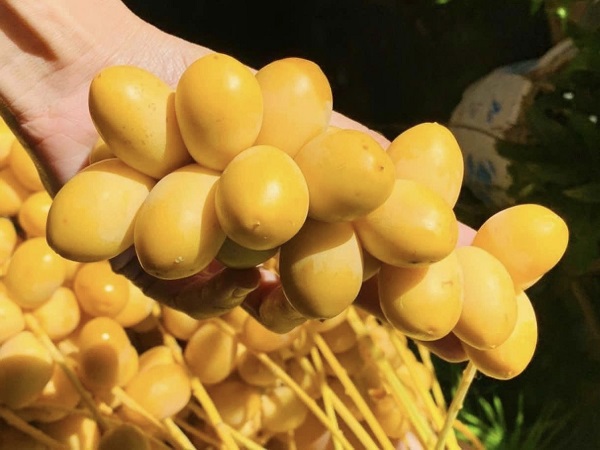 Giá rẻ nhất từ trước đến nay, loại trái cây vàng óng Thái Lan đổ bộ chợ Việt