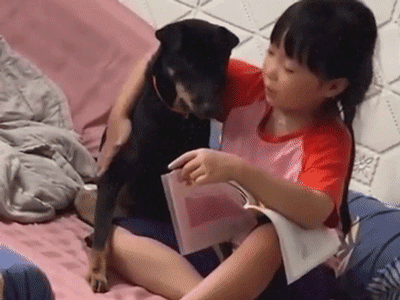 Dạy chú chó tập đánh vần, bé gái đưa ra phần thưởng khiến dân mạng cười ngất