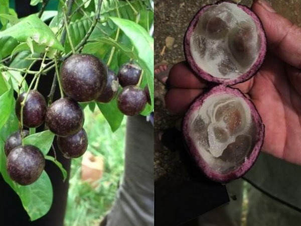 Quả hồng châu gây ngộ độc cho 11 trẻ ở Hà Giang chứa độc tố nguy hiểm thế nào?