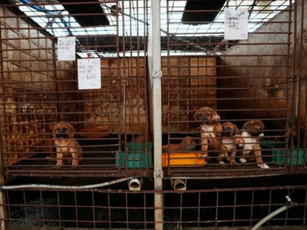 Quốc gia châu Á 'tranh cãi nảy lửa' vì chuyện ăn thịt chó: Các chủ trang trại chó thịt lên tiếng