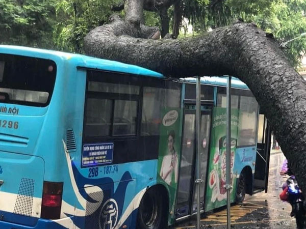 Cây xà cừ cổ thụ bật gốc, đè trúng xe buýt đang chở khách ở Hà Nội