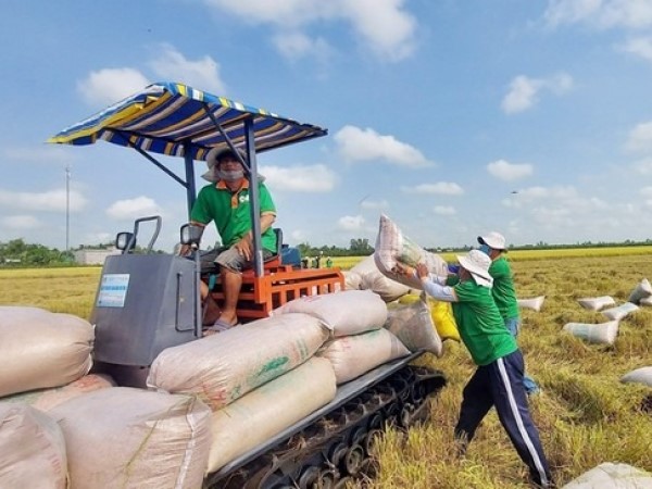 Giá gạo xuất khẩu tăng vọt đẩy giá lúa trong nước 'nóng sốt' từng ngày
