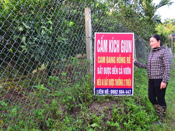 'Vấn nạn' kích điện giun đất bán cho Trung Quốc: Chủ vườn cầu cứu