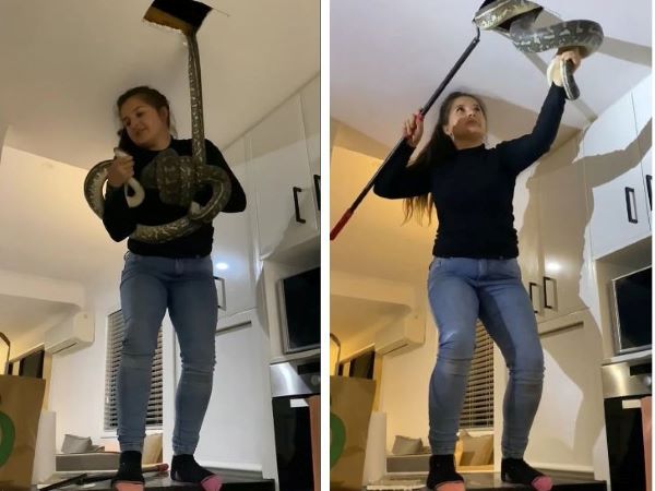 Clip: Cô gái dùng tay không bắt cặp trăn 'khủng' khiến nhiều người rùng mình