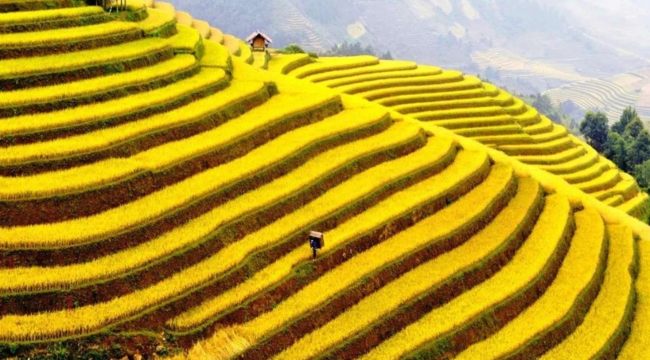 Phát hiện địa điểm ngắm mùa lúa chín đẹp ở Tây Bắc ít ai biết, du khách nhận xét không thua kém gì nước ngoài