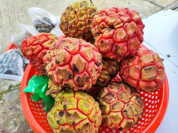 'Thần dược phòng the' 500.000 đồng/kg vẫn cháy hàng có gì đặc biệt?