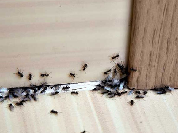 Không chỉ vụn thức ăn, 5 thứ sau cũng có thể thu hút đàn kiến đến quậy phá nhà bạn