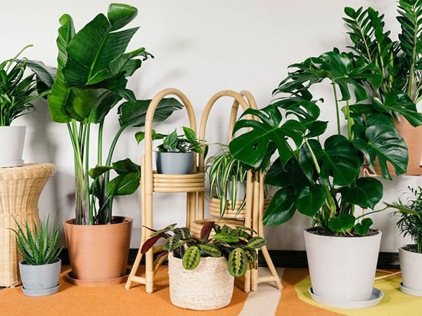 Người giàu chẳng bao giờ tiết lộ: 5 loại cây trồng trước cửa nhà tăng lộc khí giàu có, con cái hiếu thuận