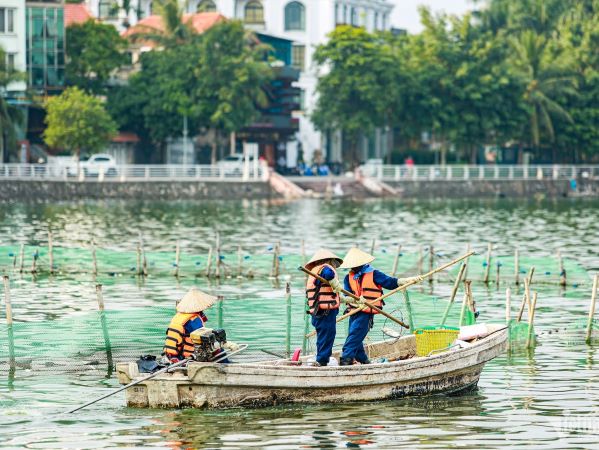 Cá chết nổi trắng mặt hồ Tây, bốc mùi hôi thối