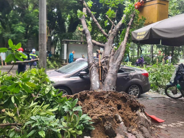 Hà Nội: Cây cổ thụ bật gốc đè ô tô con sập nóc