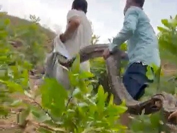 CLIP: Vây bắt trăn đất 'khủng' chuyên ăn dê của người dân