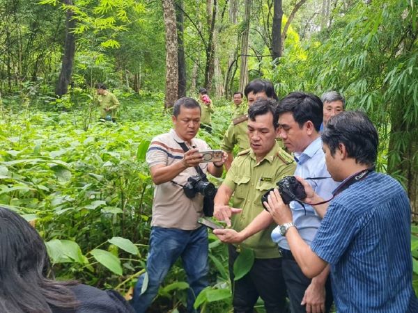 'Nhường chỗ' cho hồ chứa nước Ka Pét, rừng được khai thác và trồng mới thế nào?