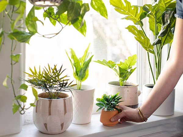 Đặt 4 thứ này ở trên cửa sổ nhà bạn - Vận hạn tự qua đi, phúc lộc tự nhiên đến!