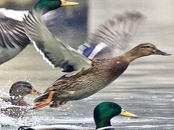 Vác dao chém bạn vì tranh cãi ‘vịt xiêm sống lâu thành vịt trời’