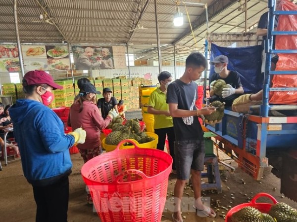 Cơn sốt sầu riêng: Nhiều người lỗ tiền tỷ, nhà cửa 'bay' trong nốt nhạc