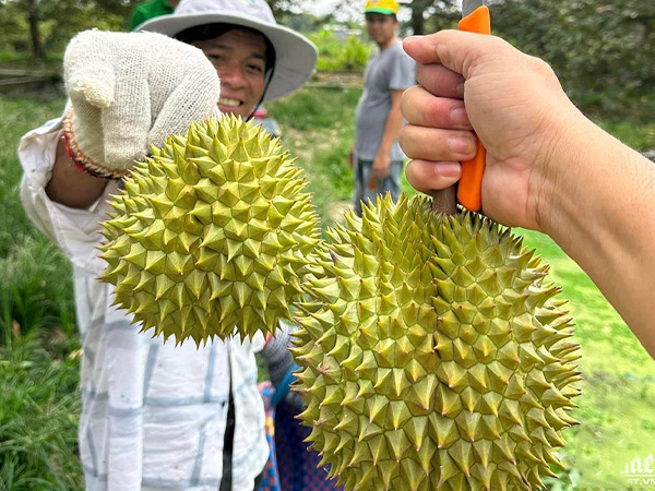 Sầu riêng thành trái cây tỷ USD và 'vị đắng' cho doanh nghiệp xuất khẩu