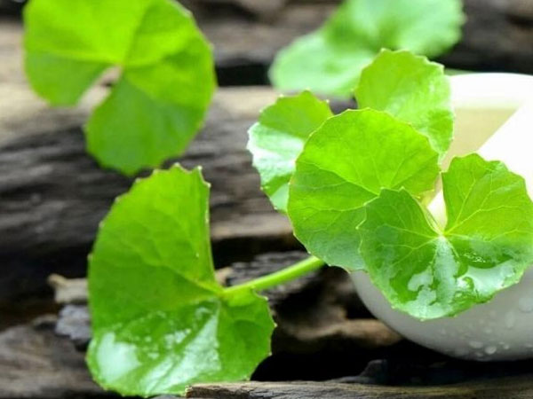Loại rau mọc dại ở Việt Nam được ca ngợi là 'suối nguồn tuổi trẻ'