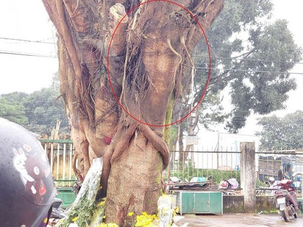 Đề xuất di dời cây có hình mặt người khỏi khuôn viên chợ