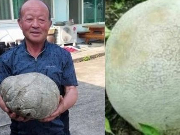 Phát hiện vật thể lạ trông giống tảng đá, bất ngờ về giá trị