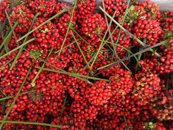 Hạt sâm Ngọc Linh hơn 240 triệu đồng/kg, hàng Trung Quốc đổ về chỉ 2,3 triệu