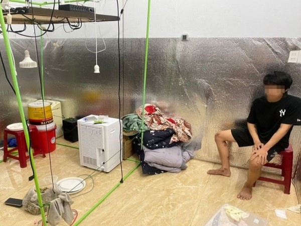 Phát hiện nam thanh niên trồng cần sa trong phòng ngủ