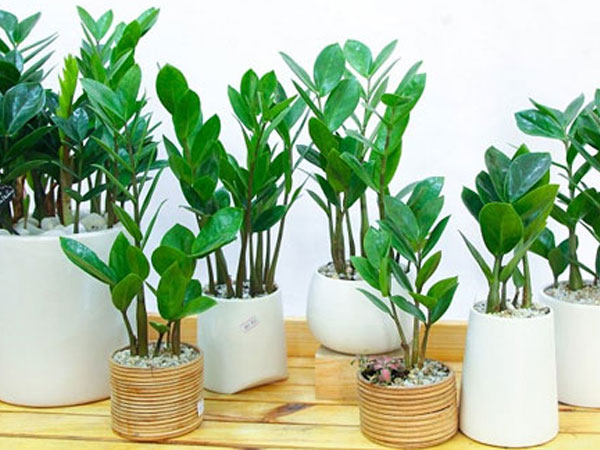 Cây kim tiền có độc không? Vì sao người thuộc 2 mệnh này tuyệt đối không trồng cây kim tiền?