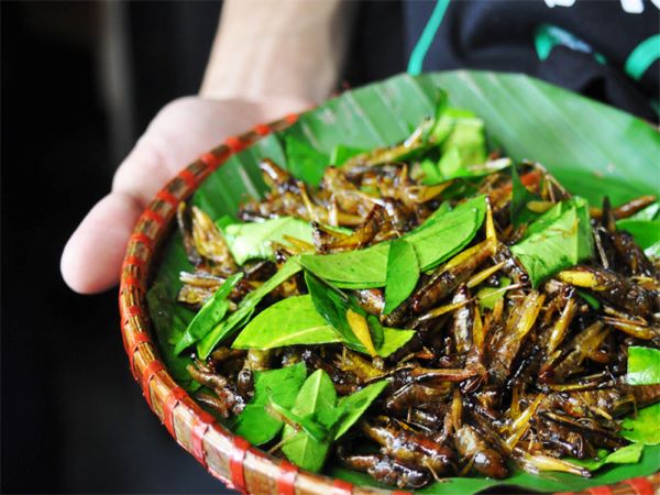 Ăn châu chấu có tốt không?