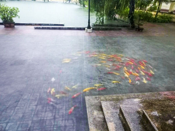 Mưa lớn ở Nam Định khiến trăm con cá Koi 'lạc trôi' vào sân ủy ban huyện