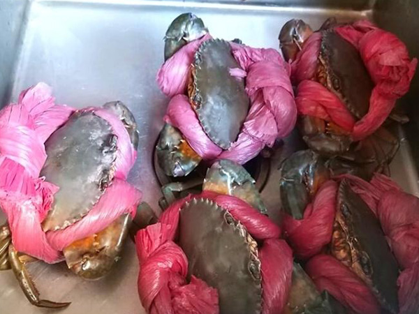 Tại sao cua biển luôn buộc sợ dây to, ngậm nước? Biết lý do bạn sẽ không 'trách mắng' người bán nữa