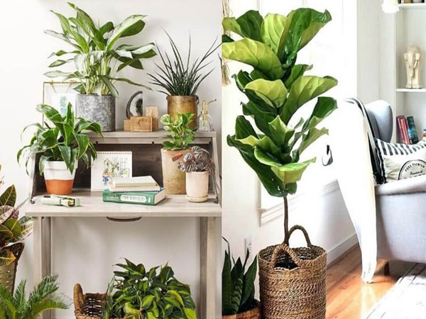 Tại sao người mệnh Kim nên trồng cây phong thủy?
