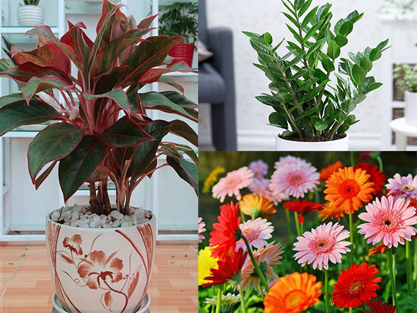 Những loại cây cảnh nghe tên đã thấy 'mùi tiền', đặt ở đâu hút lộc về ở đấy