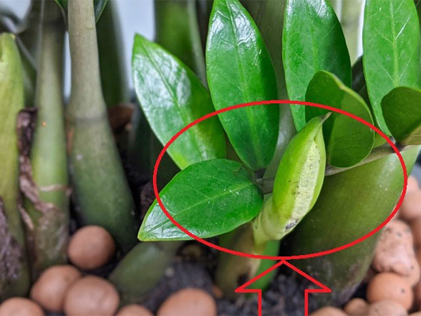 Cuối năm nhà xuất hiện 3 thứ là dấu hiệu phát tài, 2 sự lạ là điềm báo hung hạn