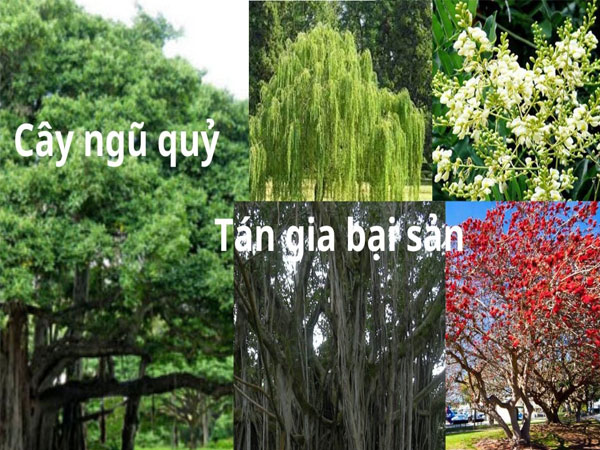 Người xưa dặn: Những cây xanh nằm trong ngũ quỷ không nên trồng trong nhà, gây tán gia bại sản, cửa nhà suy vong