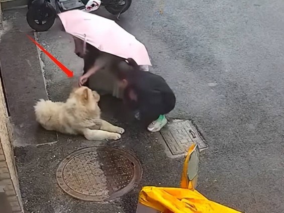 Vuốt ve con chó bên đường rồi bị cắn nát mặt, người phụ nữ yêu cầu bồi thường thì bị dân mạng phản bác: 'Tự làm tự chịu'