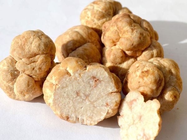 Loại nấm dại giá vô cùng đắt đỏ, được ví như 'kim cương trong ẩm thực'