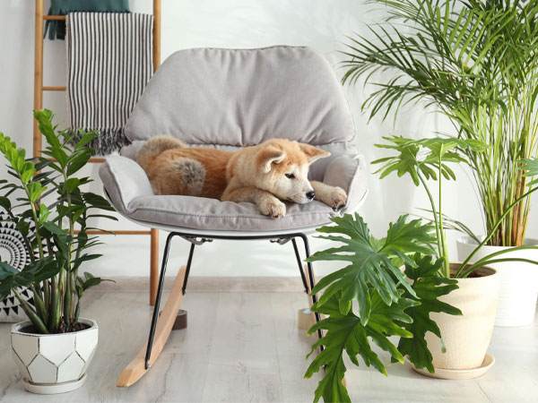 Nhận biết 9 loại cây trồng trong nhà có hại cho thú cưng