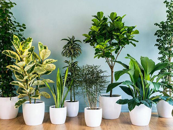 5 loại cây cảnh người nghèo thích rước về nhưng người giàu 'chê mạnh', nếu nhà bạn có hãy bỏ đi