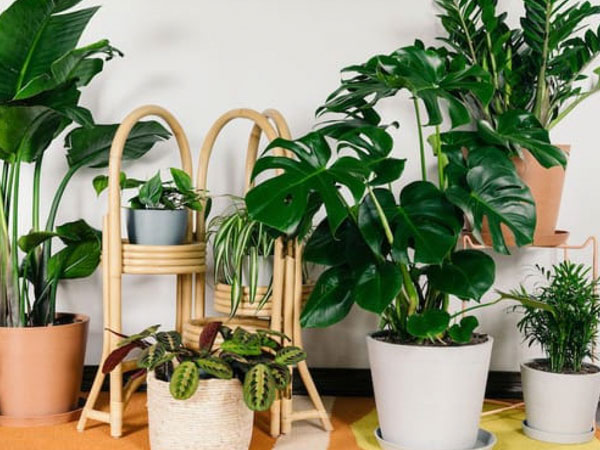 Nhà tối đến mấy cũng trồng được 7 cây 'tài lộc' này, càng trong tối cây càng phát triển sum suê, mang tới tài lộc, vận may