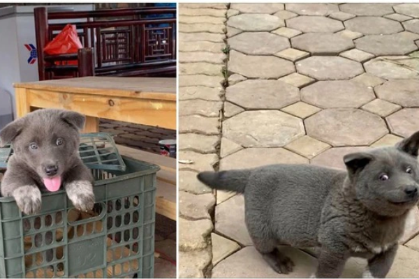 Chú chó Dúi đình đám mạng xã hội đã qua đời, dân tình thương tiếc tột cùng