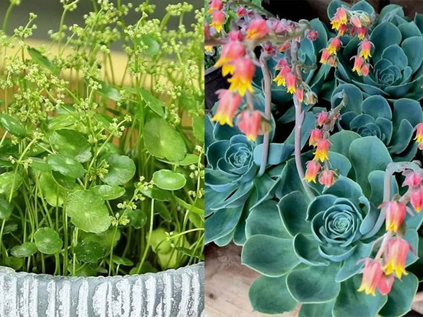 Gia chủ thấy những cây này nở hoa thì chớ mừng, hãy dùng kéo cắt ngay đi, là phúc hay 'họa' thì chưa chắc