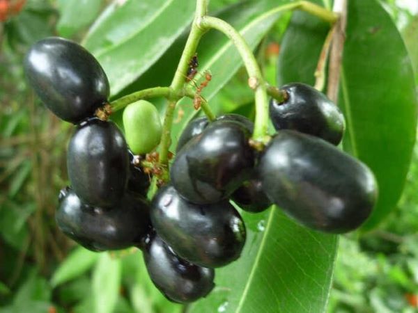 Loại quả xưa chỉ mọc dại, nay là hàng hiếm ở chợ Việt, kiểm soát đường huyết cực tốt